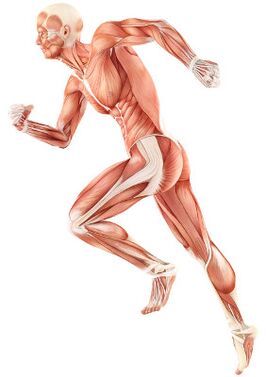 Breach of neuromuscular depreciation