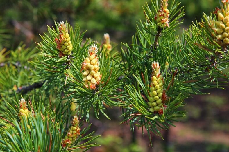 pine buds in cervical osteochondrosis