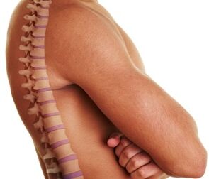 The human spine
